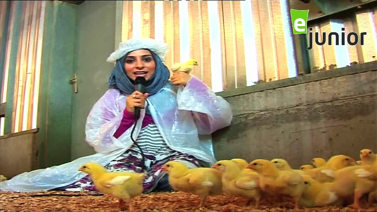 Kidding Around Poultry Farm مزرعة الدواجن