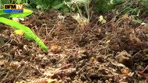 Un petit village d'Ardèche est envahi par des fourmis