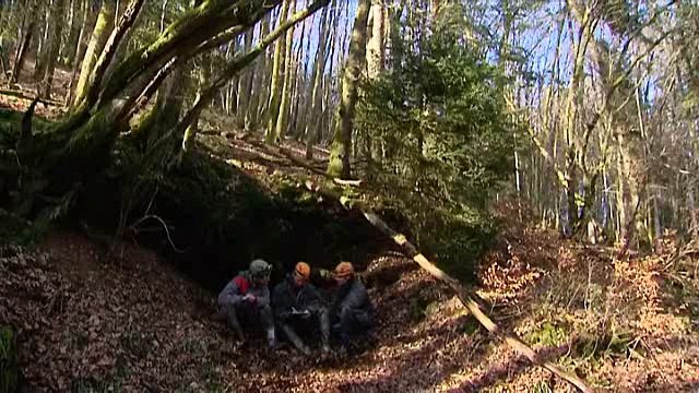 Comptage des chauves-souris