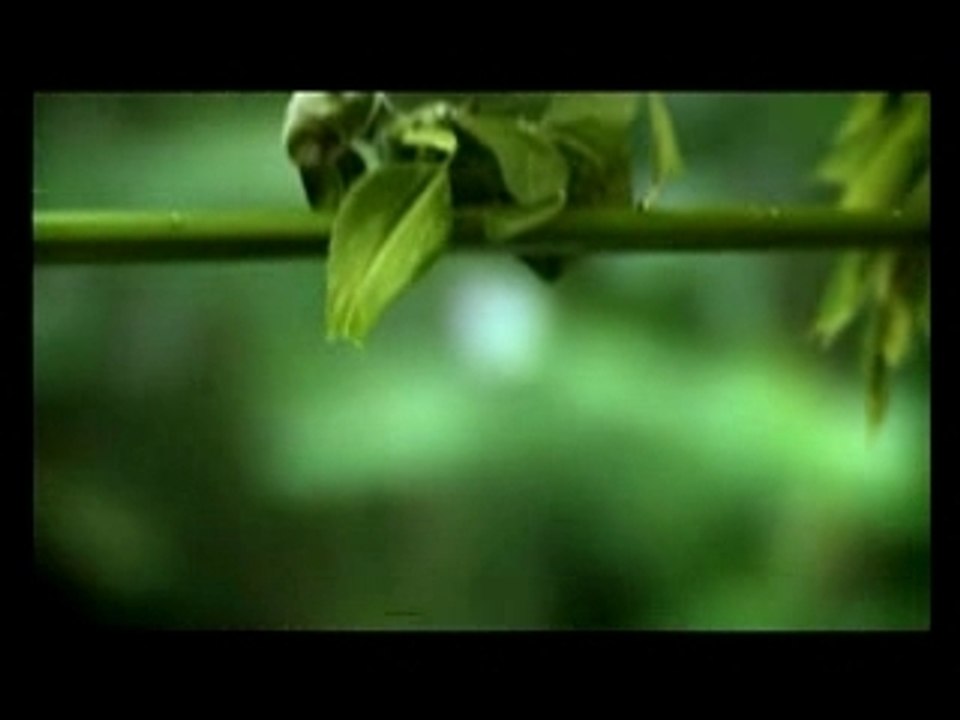 Aardman.Insects