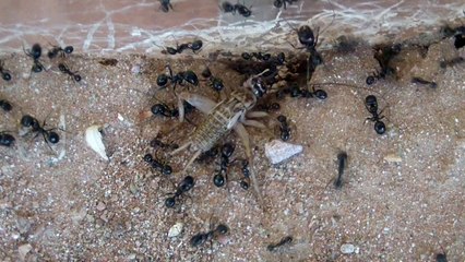 229.HDV-Mb1.A2.20150408.bob