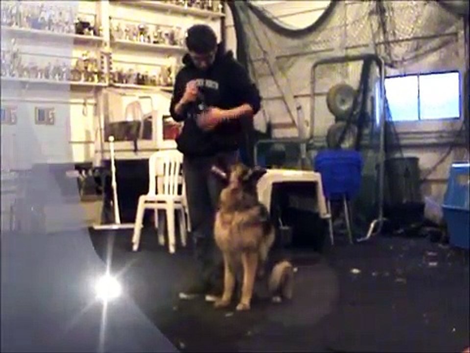 Tessa vom Mittelwest Obedience