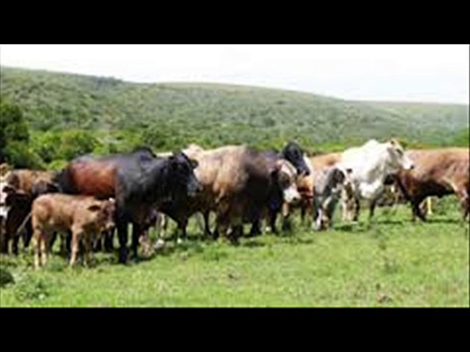 Farba janweron ka farm Dina mein by Dr.Ashraf bSahibzada