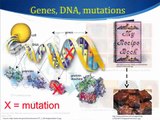 Genes, DNA and mutations: About whole genome sequencing