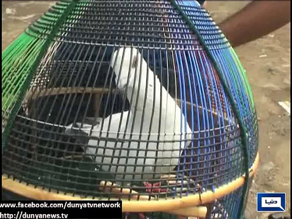 Dunya News - Sargodha: Pigeon flies over owner as he rides bike