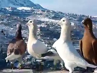 Şafra, Ağ, Kır Güvercinlerinden Filo Bölüğü