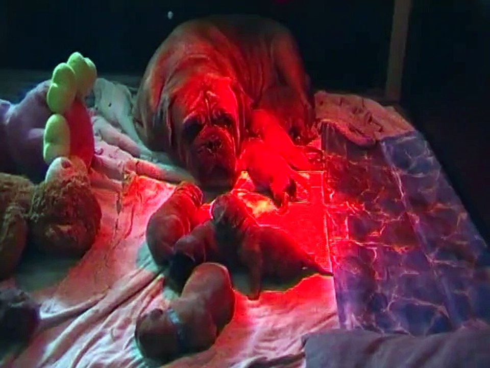 chiots de zen-a et Jackpot