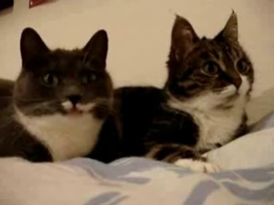 Cat Talking, Translation