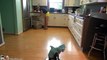 Cat Wearing A Shark Costume Cleans The Kitchen On A Roomba. Shark Week. #SharkCat cleaning Kitchen!