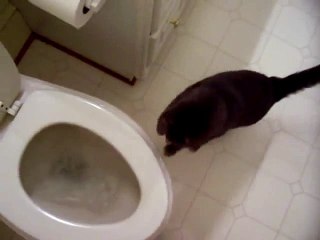 cat who likes to watch the toilet flush