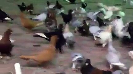 Her Filo Güvercinlerinden En Az 3 Tane Olan Suriye Kuşları