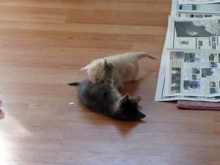 Kitten Surprise! (How to Break Up a Cat Fight!) THE ORIGINAL!