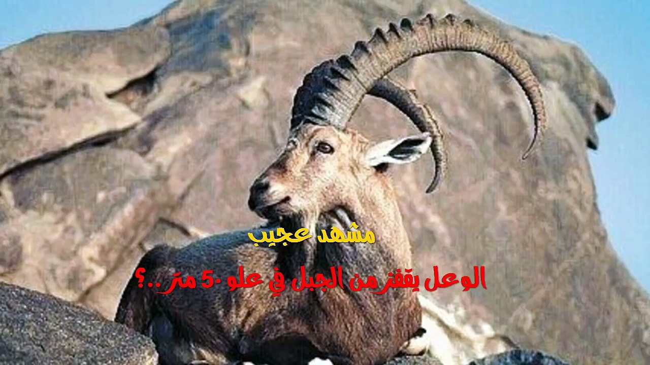 شاهد الوعل يقفز 50 متر   Ibex jumps 50 meters