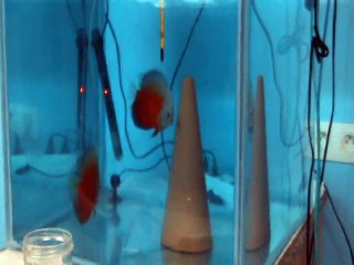 Discus Red White Eclosion