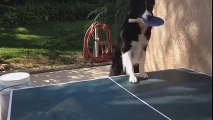 Une petite partie de ping pong avec ce chien ? Vous allez sûrement perdre on vous prévient...