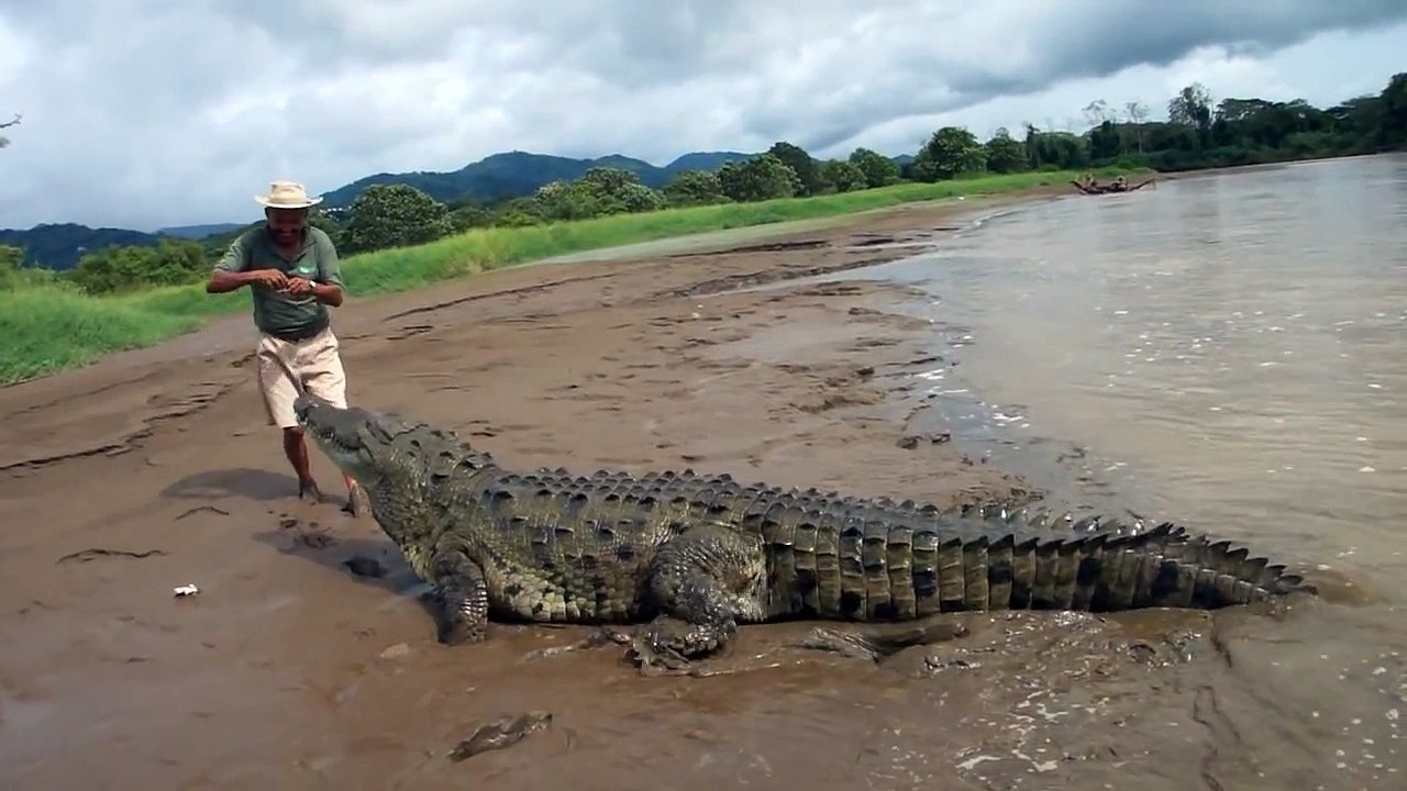 Crocodile attacks man