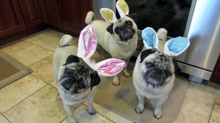 Pug Easter Egg Hunt with our Friends and Moves