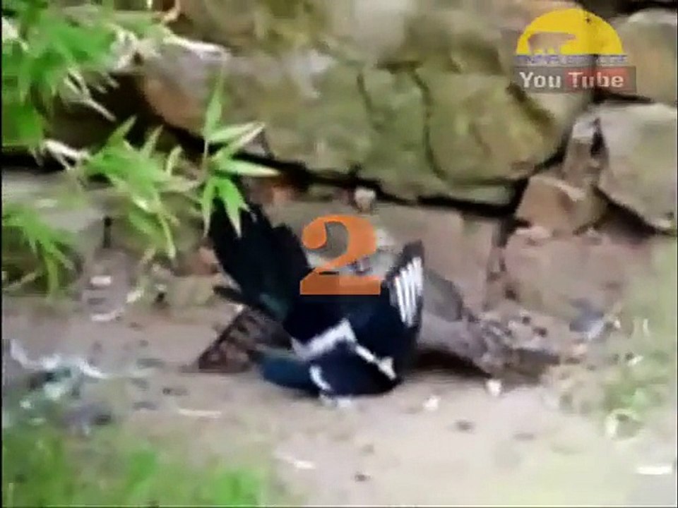 Can Birds Think