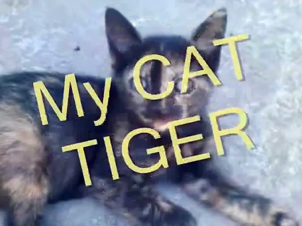 Cat-like Tiger - Rarest Kitten