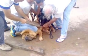 Pitpull Saldırdığı Köpeği Perişan Etti