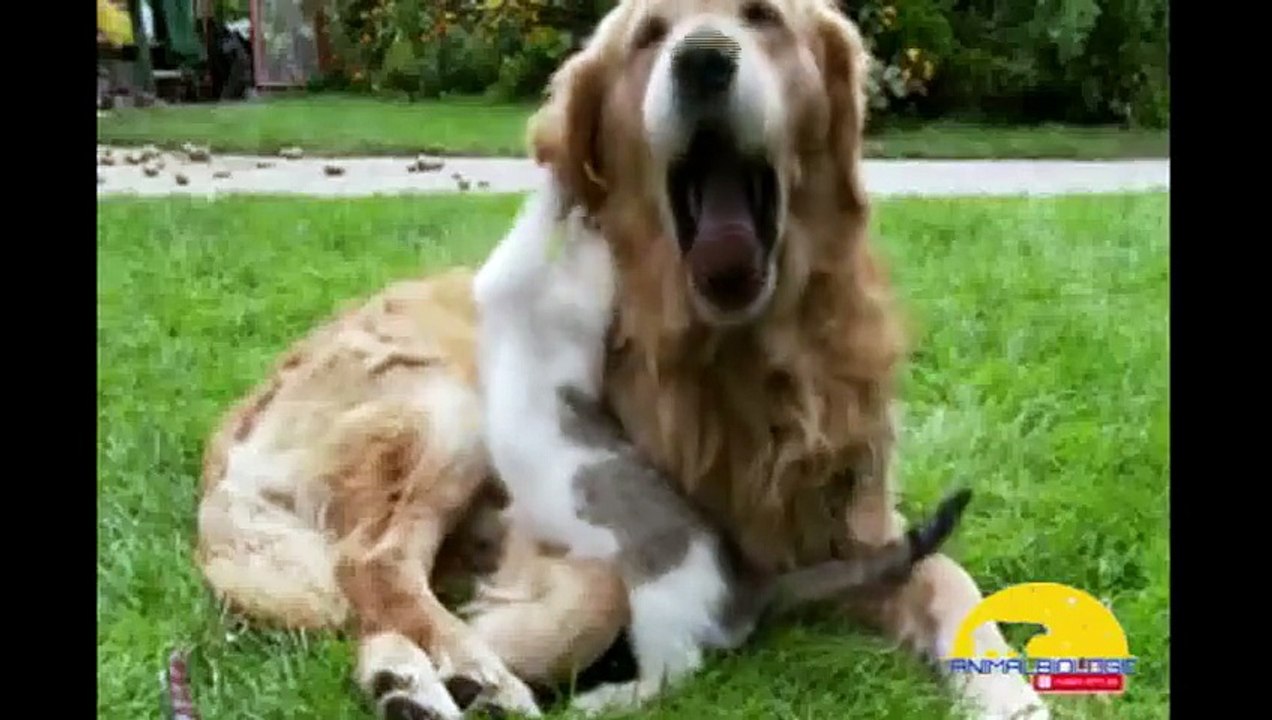 Dogs and Cats Best Friends Forever