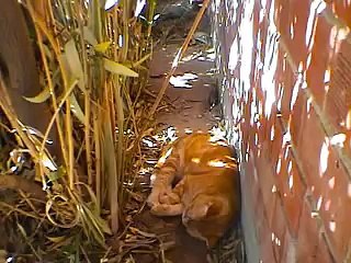 My Cat Speaks When He is Awoken