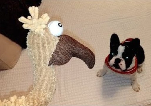 French Bulldog Shows Toy Who's Boss