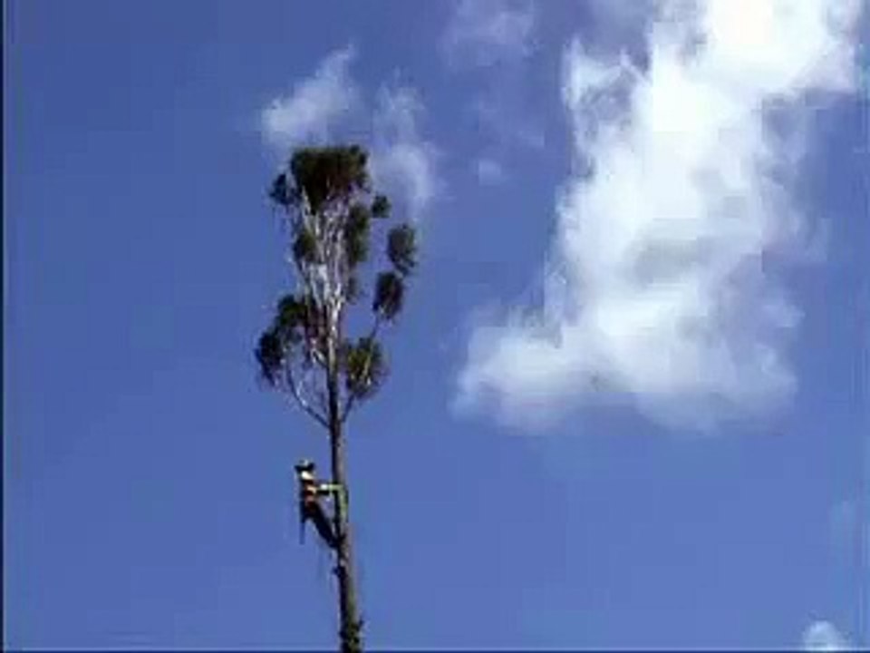 Such a Foolish Guy of the World