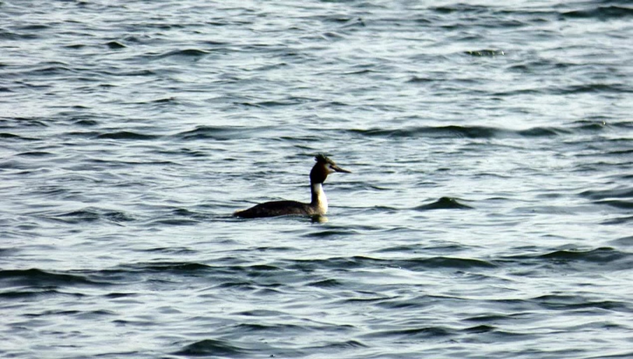 le grèbe huppé