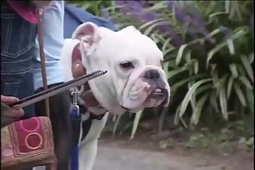 monkey and dog very funny.