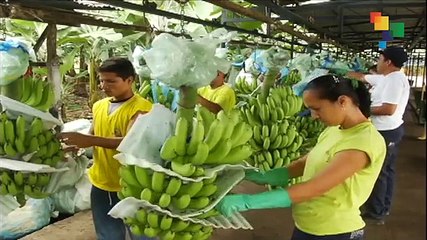 Ecuador Establishes Safeguards for Domestic Industry