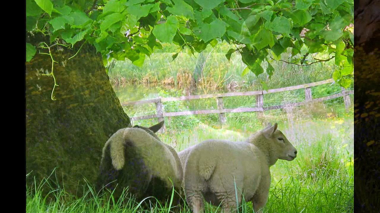 Kevin Spencer & Friends - Shepherd of the Lost