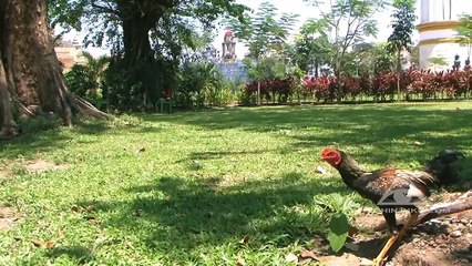 [HD]  YANGON / MYANMAR - WALKING TOUR