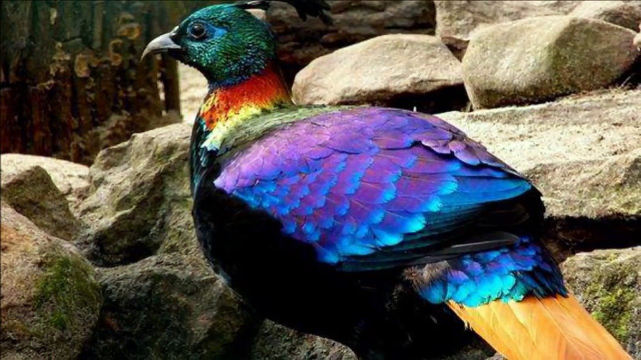 Beautiful Birds 1