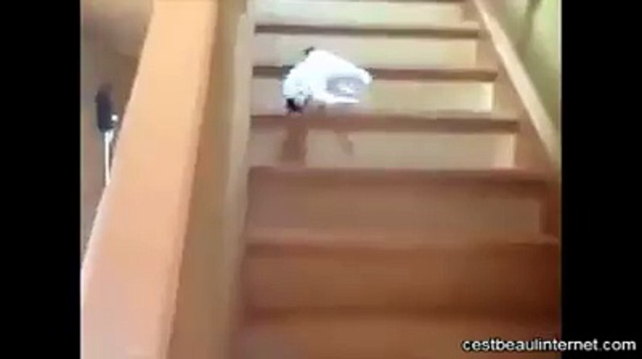 Comment ce chat descen t il les escaliers