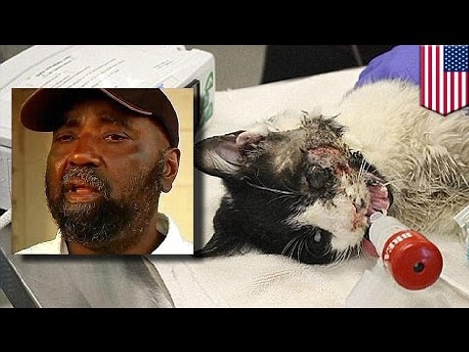 Le maître du chat zombie dit que la SPA aurait kidnappé son chat