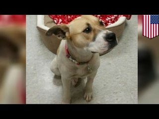 Animal Sans Défense: Afin de pouvoir s'échapper, la chienne s'automutile la patte