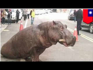 Un Hippopotame saute d’un véhicule en mouvement