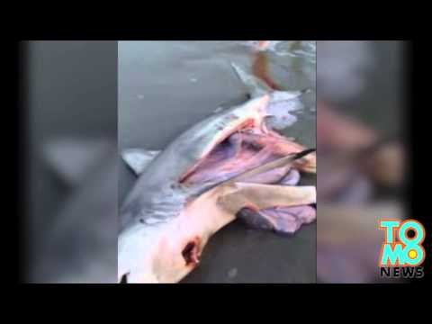 VIDEO: 3 bébés requins sont sauvés lors d'une césarienne improvisée sur leur mère échouée