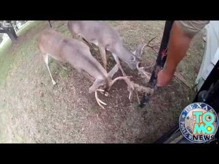VIDEO: Un garde forestier sauve la vie de deux cerfs piégés