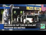 CHIEN HÈROS: Un chien se retrouve dans une fusillade et tente de protéger ses maîtres