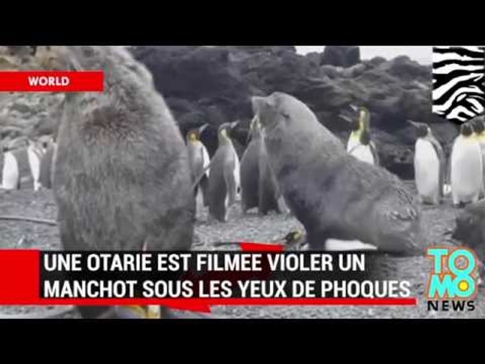VIDEO: Une otarie viole un manchot sous les yeux ébahis d’autres phoques