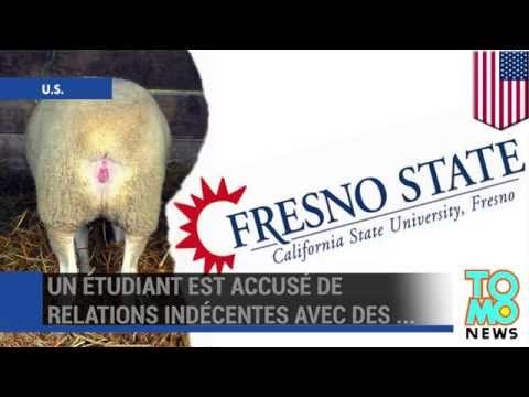 Les amis des bêtes: Un étudiant est accusé de relations indécentes avec …