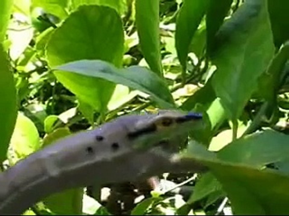 Nessie - The Loch Ness Monster Caught on Tape