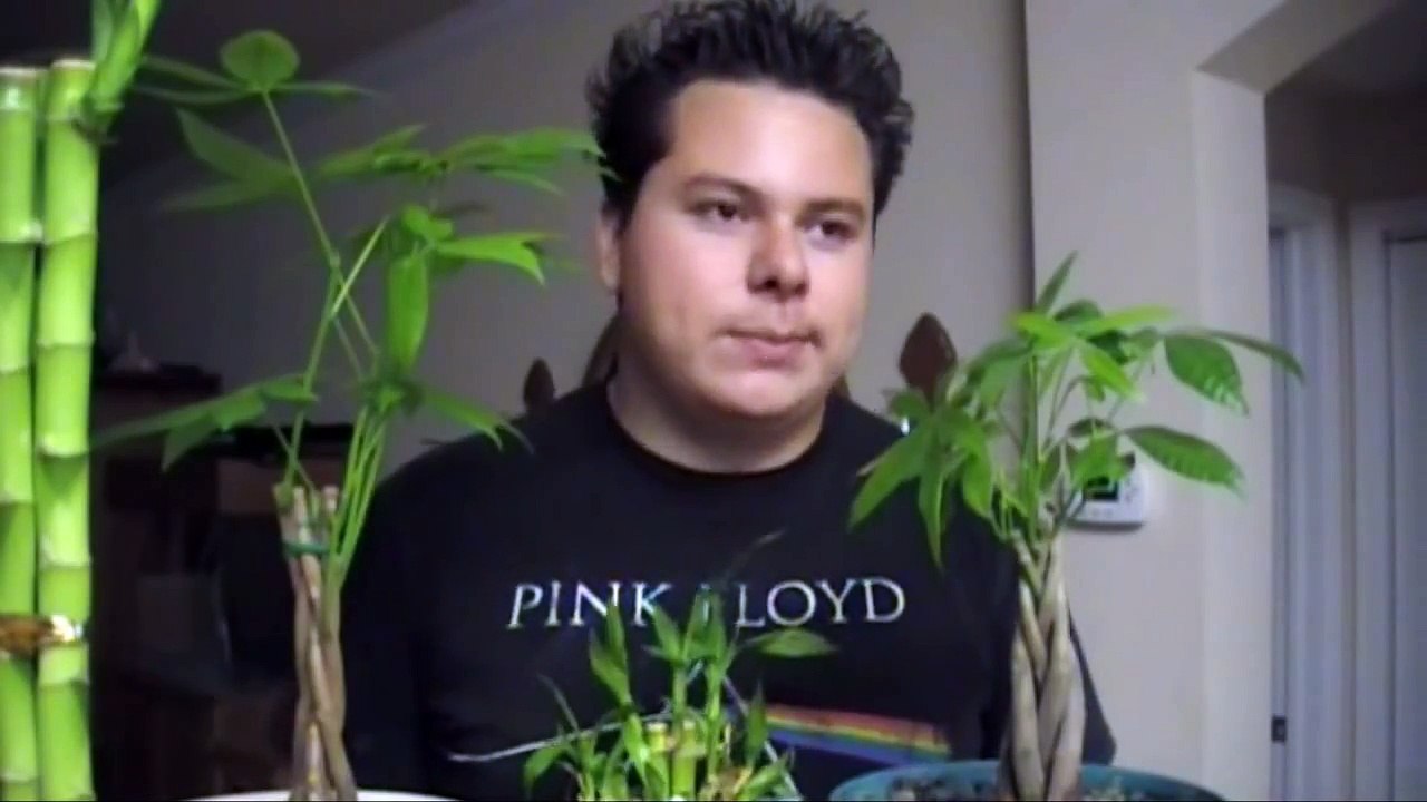 Money Tree: Tips