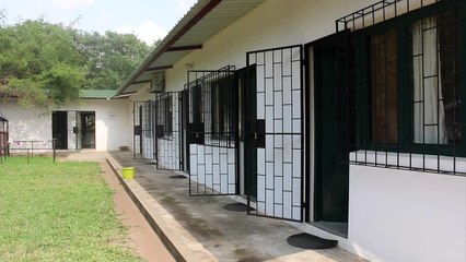 Ratas gigantes que detectan la tuberculosis