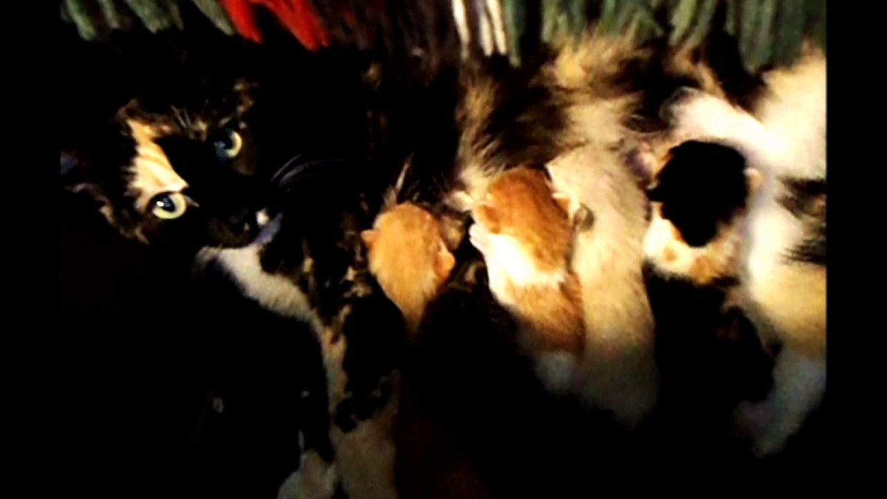 Kitty Family