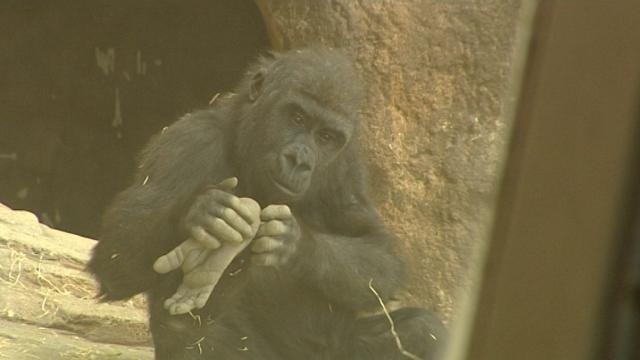La endogamia de los gorilas les elimina genes que son perjudiciales para su especie