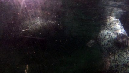 Целующиеся морские котики