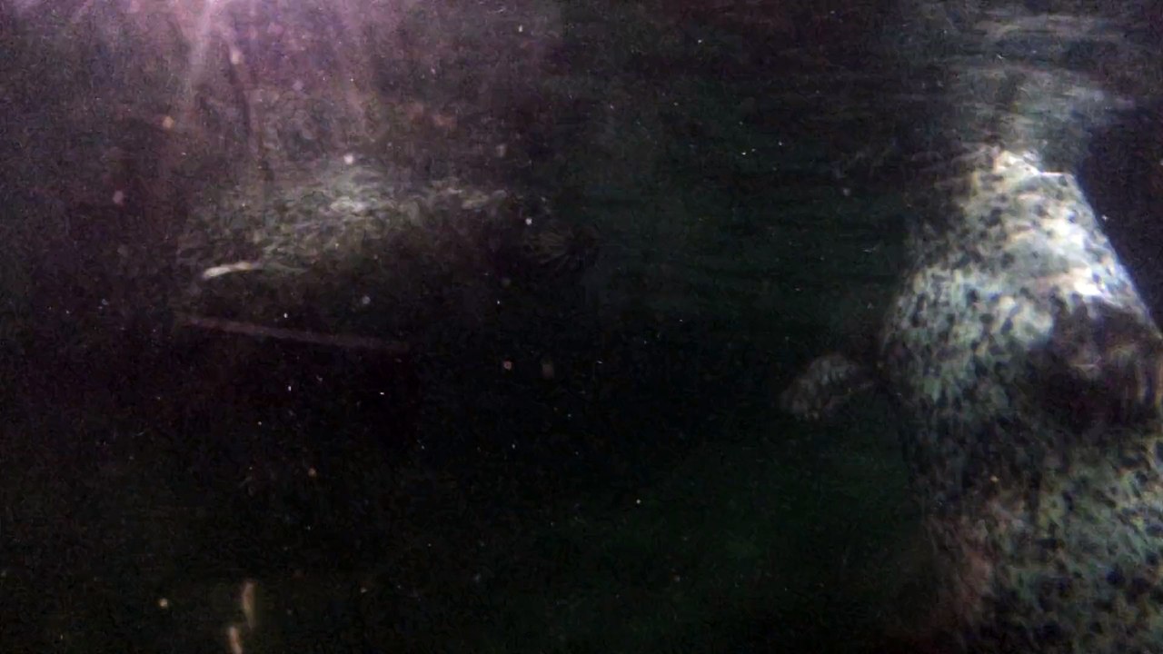 Целующиеся морские котики